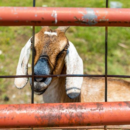 Quail Run Farm Pool Home Chattanooga Ngoại thất bức ảnh